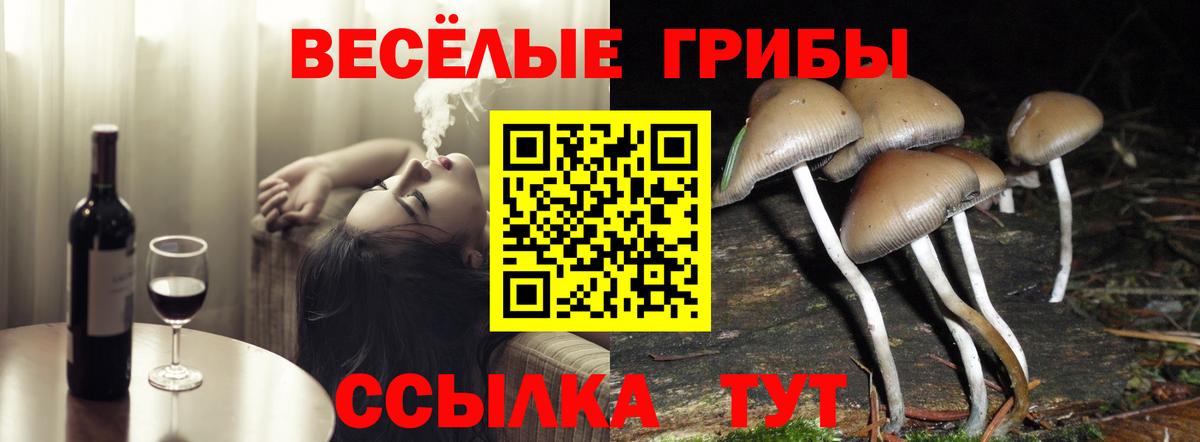 Муравленко  Галлюциногенные грибы Cubensis  Вход с VPN 